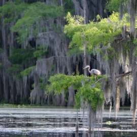 Mud, Sweat and Cheers: Restoring Bald Cypress Forests in Louisiana
